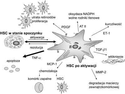 Aktywacja komrki gwiadzistej wtroby i jej efekty.<br>HSC – komrki gwiadziste wtroby<br>AT II – angiotensyna II<br>ET-1 – endotelina 1<br>TGF-β1 – transformujcy czynnik wzrostu β1<br>MMP-2 – metaloproteinaza 2<br>MCP-1 – monocytarne biako chemotaktyczne 1<br>TNF-α – czynnik martwicy nowotworw α<br>PDGF – pytkowy czynnik wzrostu